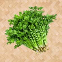 芫荽